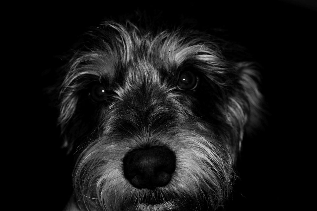 Black and White Close-Up of a Scruffy Dog's Face - Free Images, Stock Photos and Pictures on Pikwizard.com