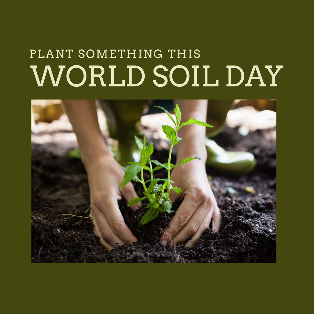 Encouraging Plant Growth for World Soil Day
