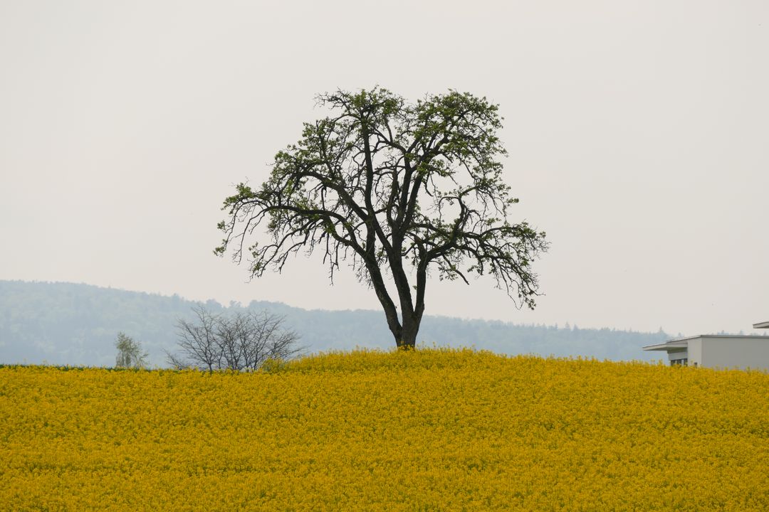 Solitary Tree in a Field of Bright Yellow Flowers - Free Images, Stock Photos and Pictures on Pikwizard.com