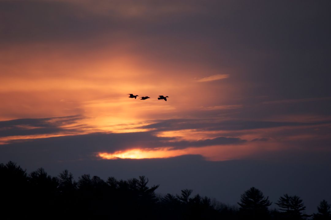 Silhouette of Birds Flying at Sunset Over Forest - Free Images, Stock Photos and Pictures on Pikwizard.com