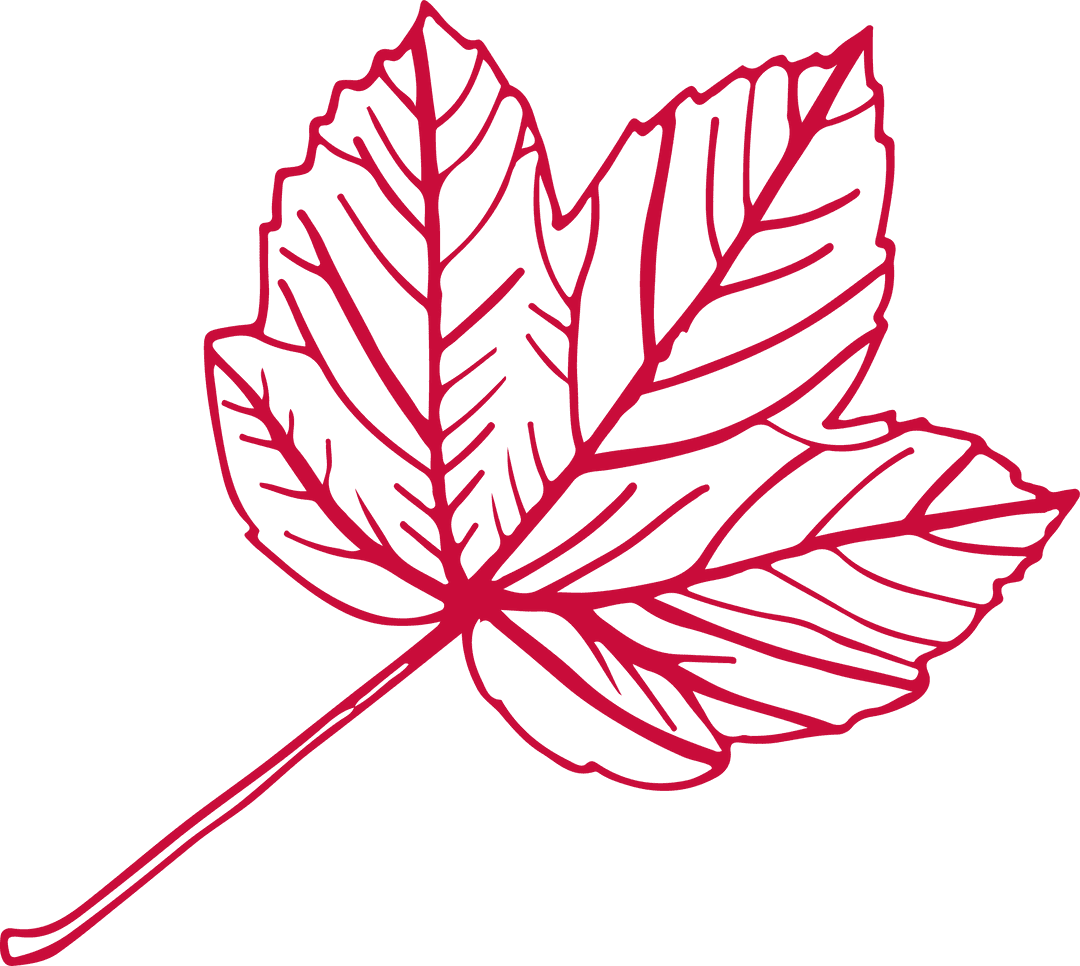 Red Line Art Leaf Illustration on Transparent Background