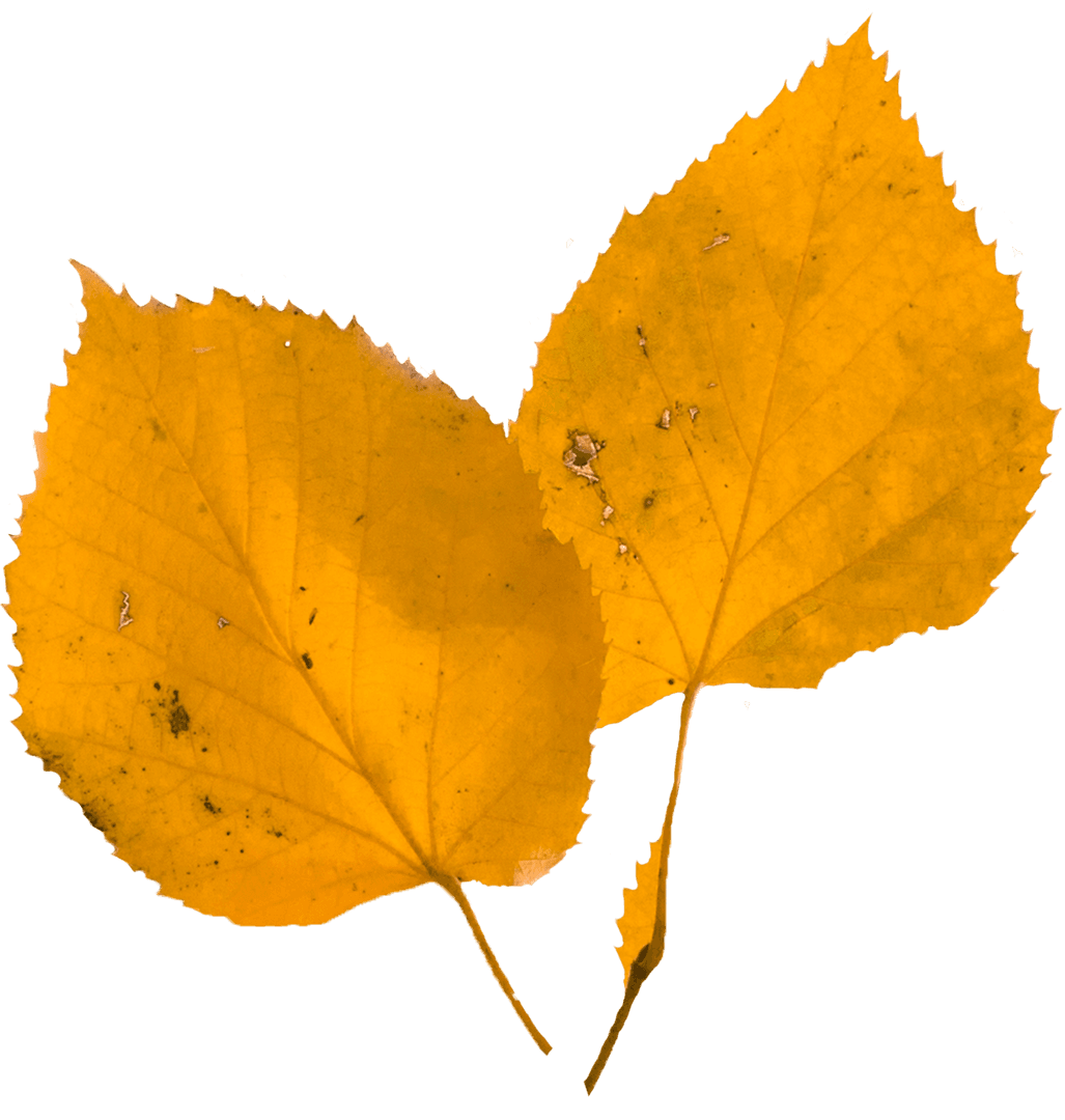Transparent Yellow Autumn Leaves Isolated on Clear Background