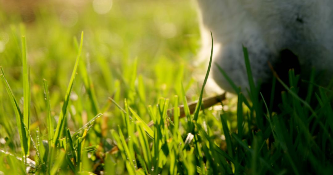 Sun-drenched green grass and a vague white animal offer a serene, spacious backdrop. - Free Images, Stock Photos and Pictures on Pikwizard.com