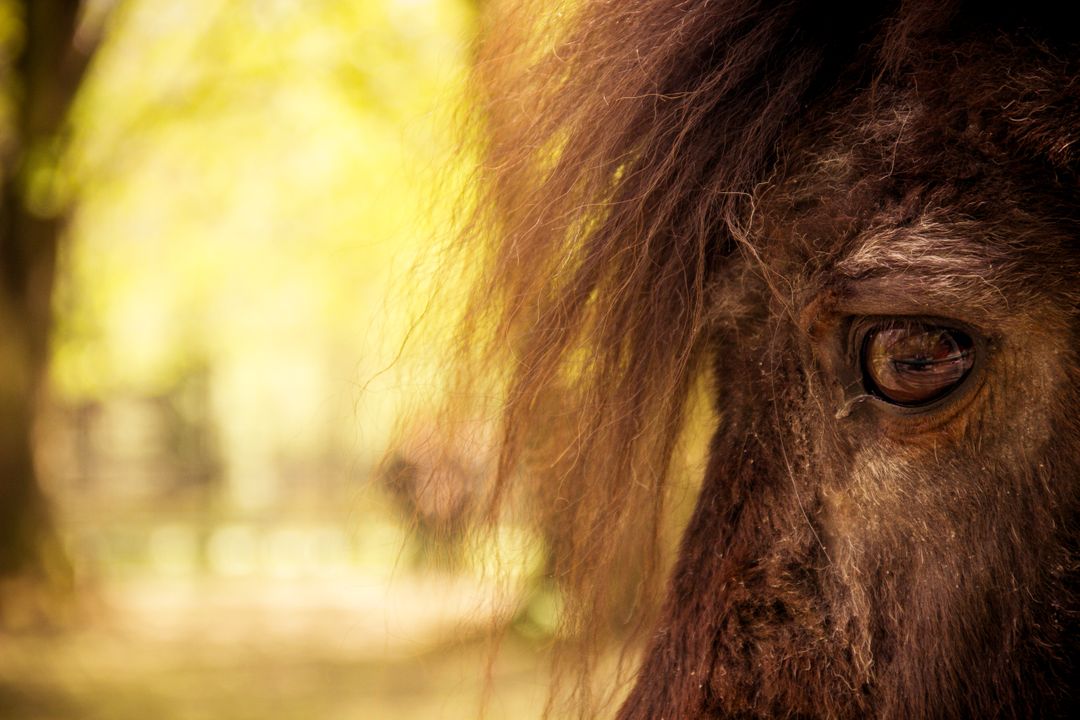 Close-Up of an Eye of a Majestic Horse in a Sun-Drenched Forest - Free Images, Stock Photos and Pictures on Pikwizard.com