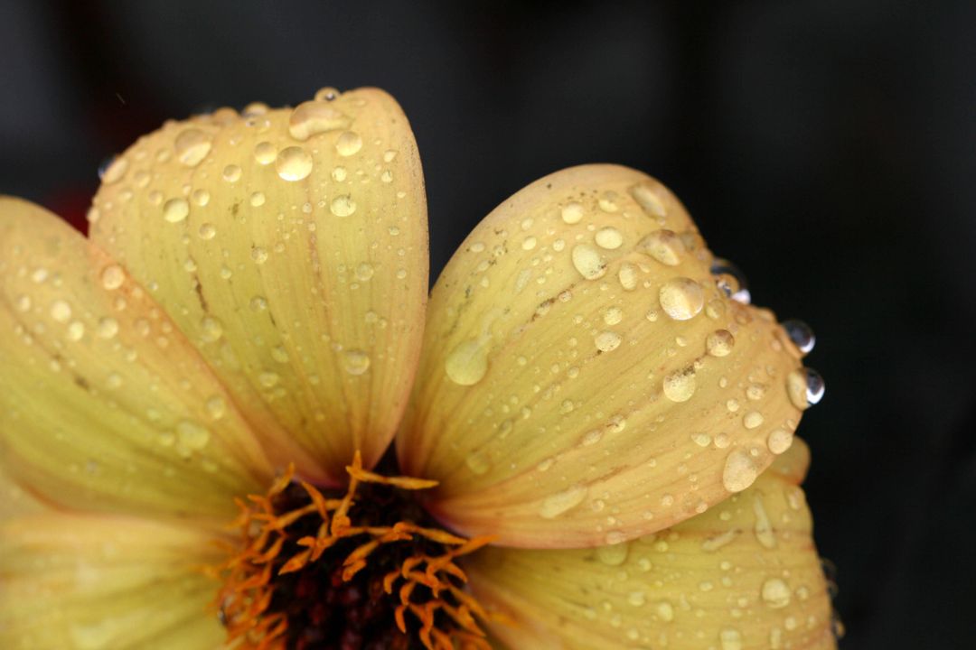 Close-up of Yellow Flower with Dew Drops in Gentle Light