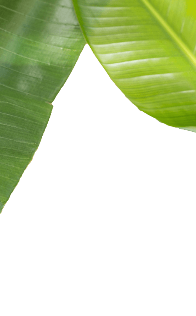 Two Green Leaves with Transparent Background Illustration