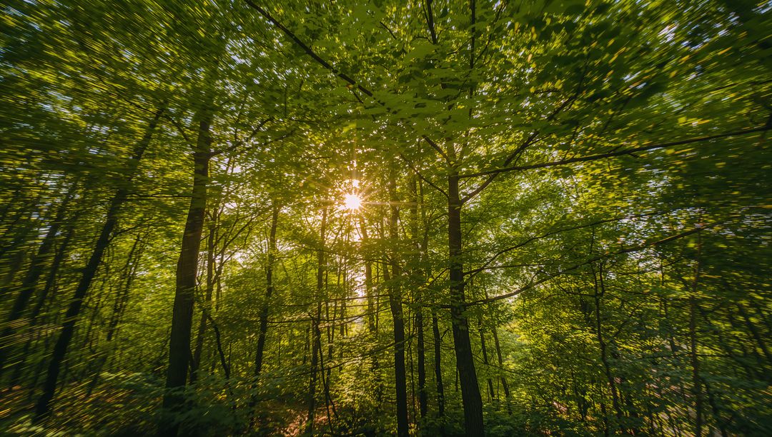 Sunburst Streaming Through Lush Green Canopy, Rays Piercing Deciduous Woodland, Dappled Light