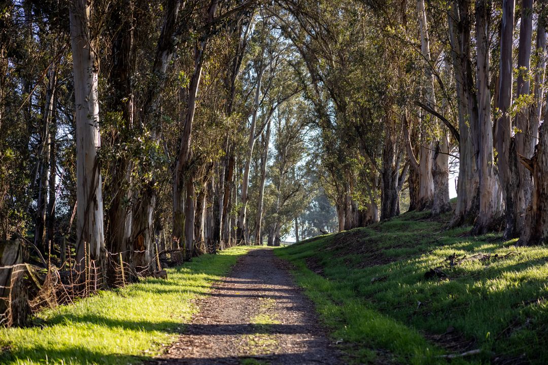 Tranquil forest road path lined with tall eucalyptus trees