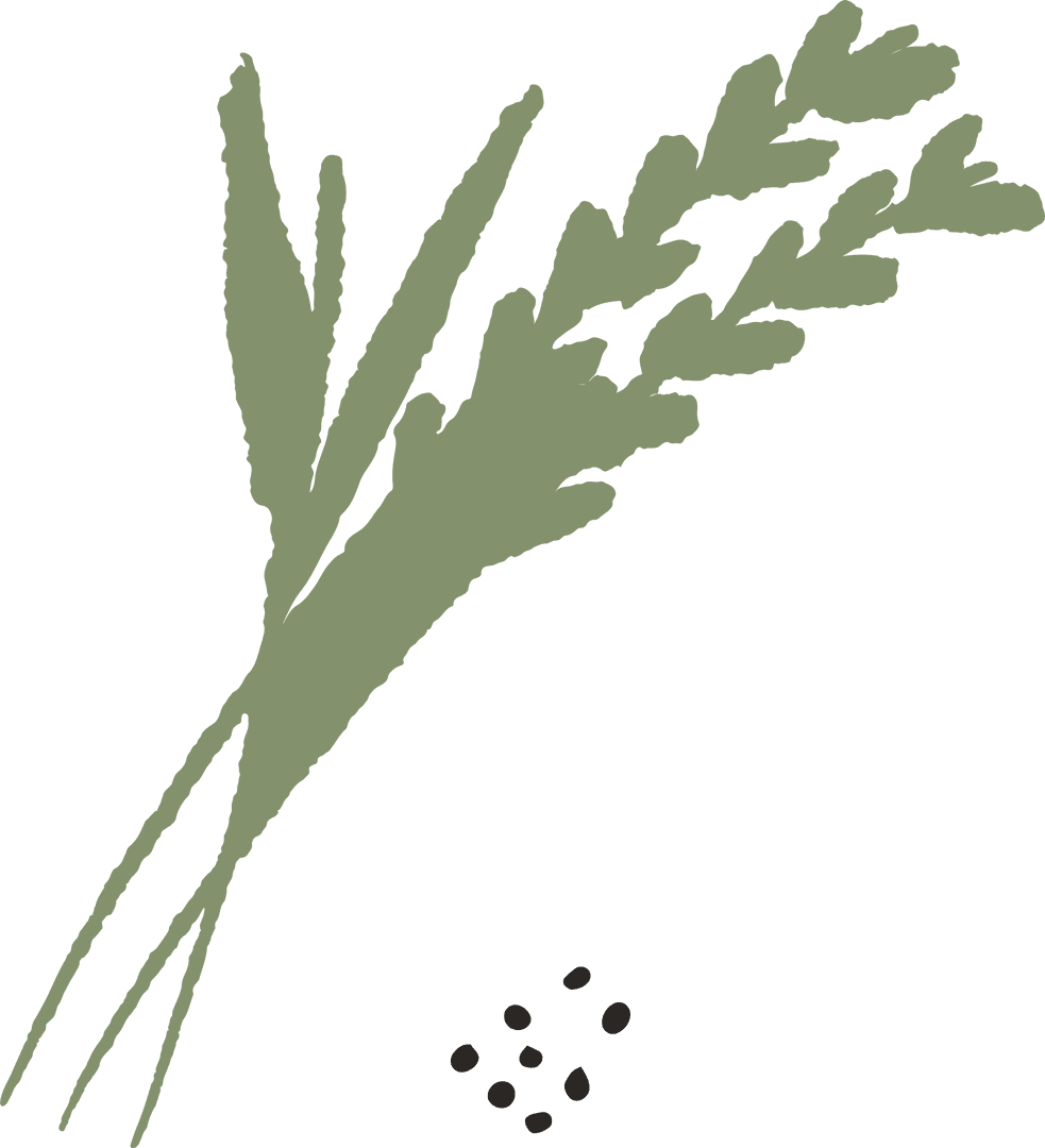 Botanical Grain Stalks with Loose Seeds on Transparent Background