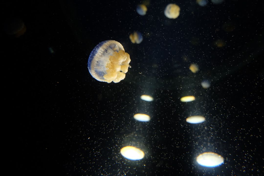 Star Jellyfish Celestial body - Free Images, Stock Photos and Pictures on Pikwizard.com