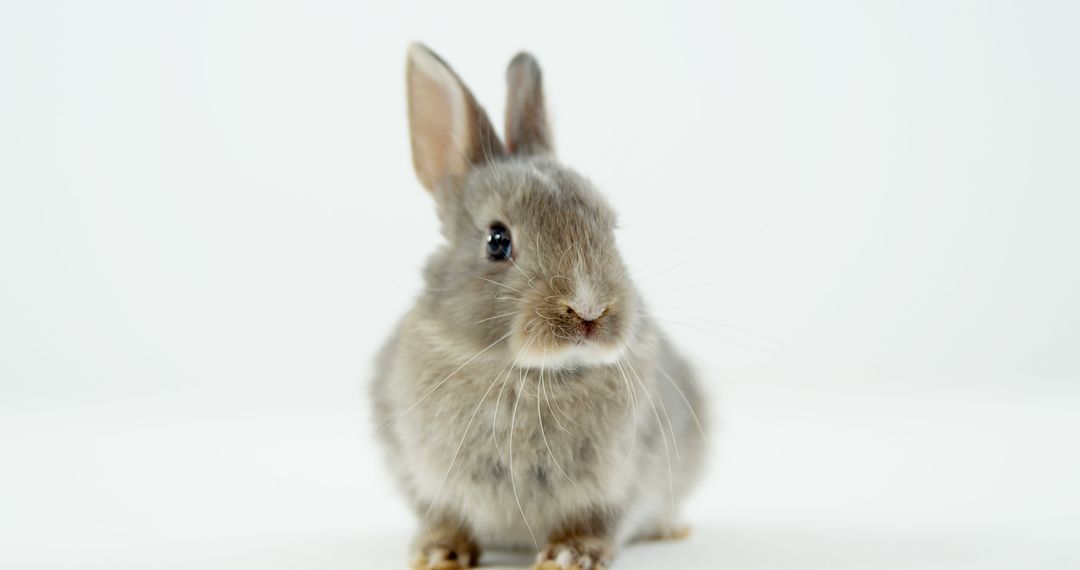 Adorable Gray Bunny Sitting Against White Background - Free Images, Stock Photos and Pictures on Pikwizard.com