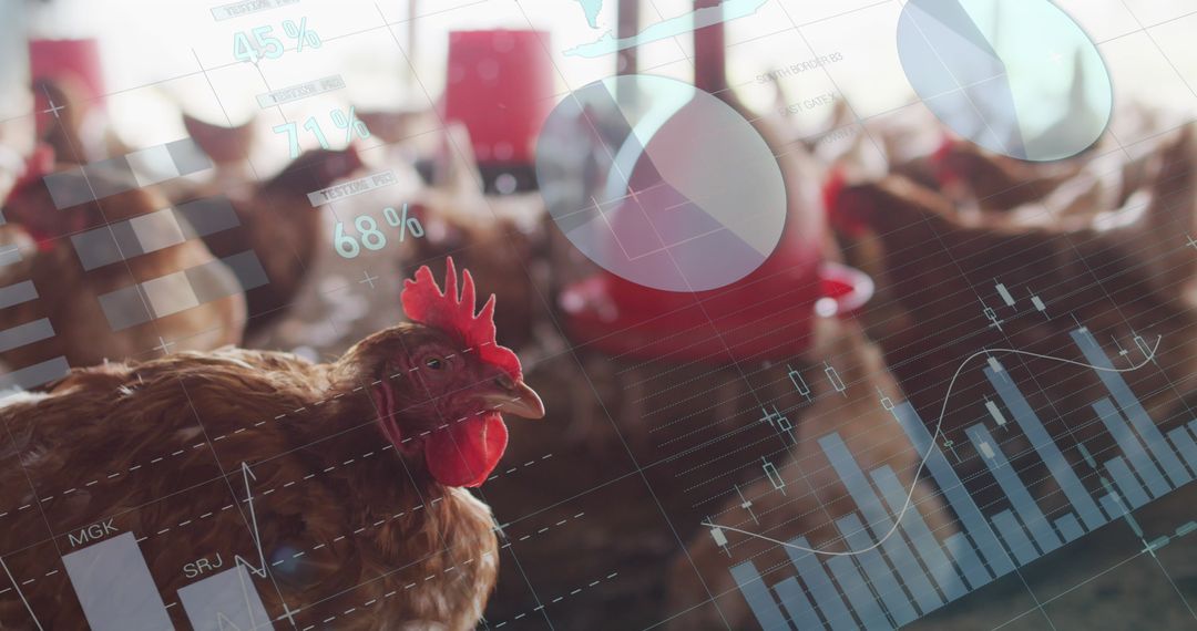 Chickens at Farm with Financial Data Visualizations