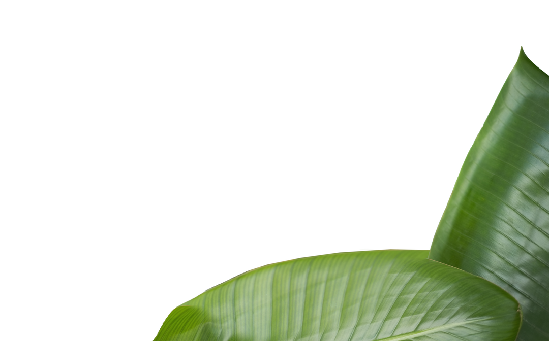 Cropped Image Transparent Background Lush Green Leaves Minimalist - Download Free Stock Images Pikwizard.com