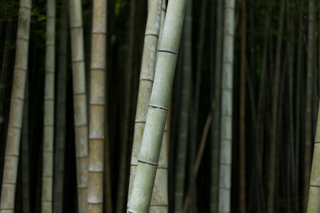 Bamboo - Free Images, Stock Photos and Pictures on Pikwizard.com