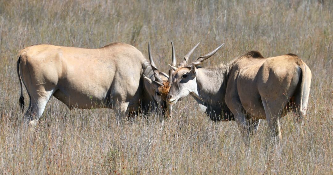 Two Antelopes Engaging in Playful Headbutting in Grassland - Free Images, Stock Photos and Pictures on Pikwizard.com