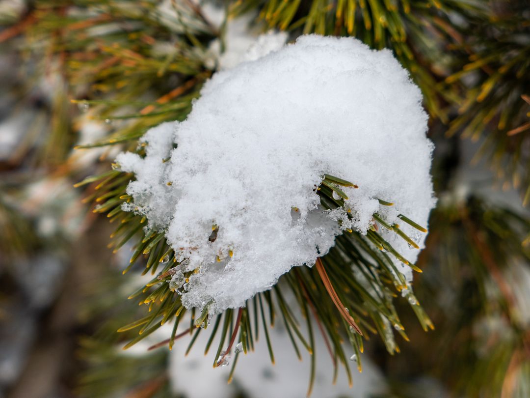 Fresh Snowflake Cluster on Evergreen Branch in Winter