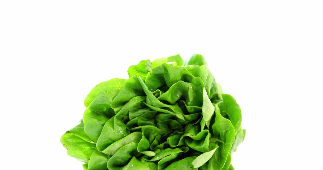 Close-up of lettuce against white background - Free Images, Stock Photos and Pictures on Pikwizard.com