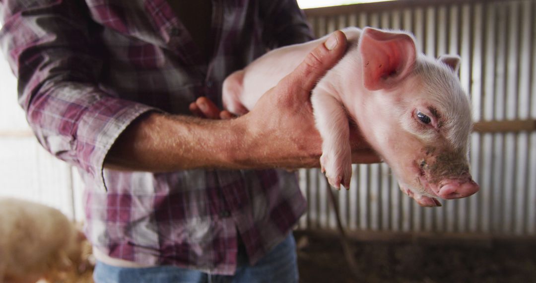 Farmer Holding Piglet in Rustic Farm Barn
