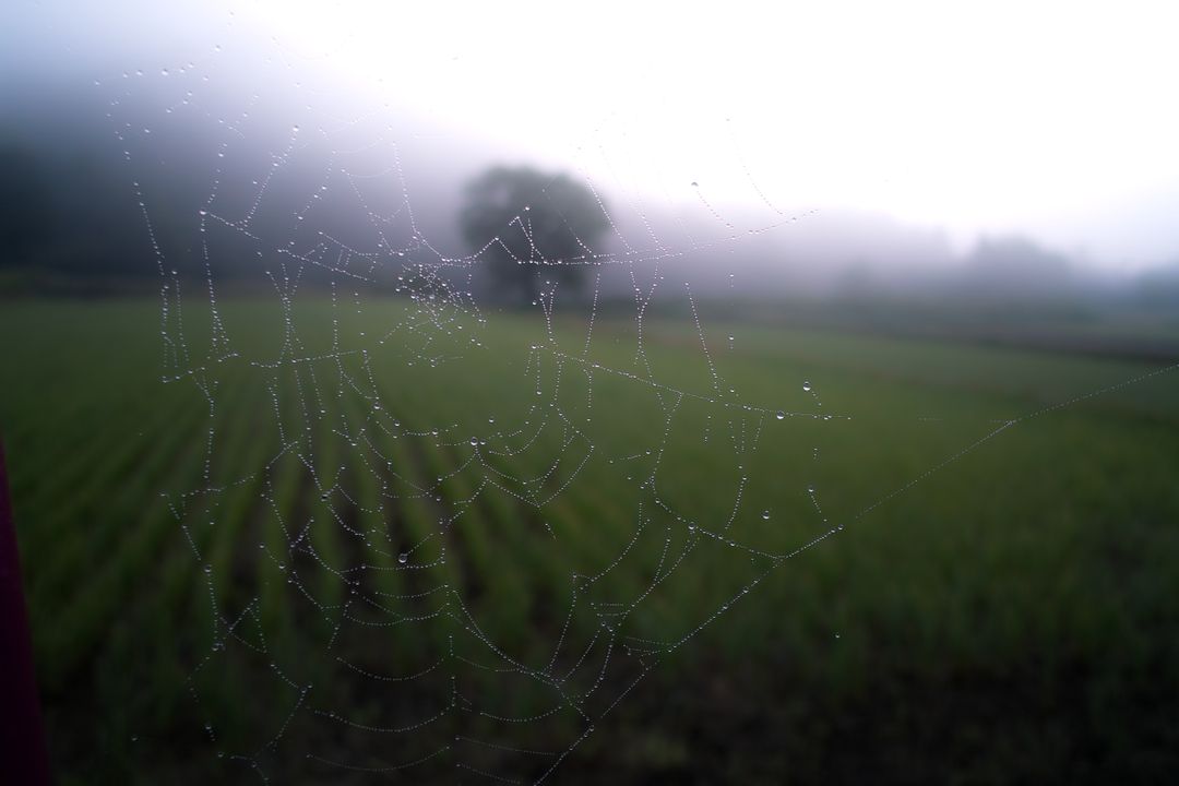 Spider Web with Dew Drops in Foggy Countryside Morning - Free Images, Stock Photos and Pictures on Pikwizard.com