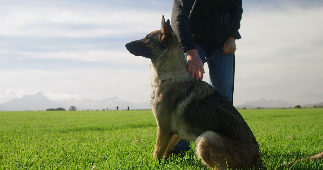 A person trains a German Shepherd in an outdoor setting - Free Images, Stock Photos and Pictures on Pikwizard.com