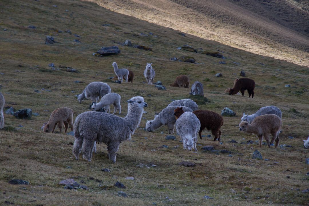 Alpacas Grazing in Mountainous Landscape at Sunset - Free Images, Stock Photos and Pictures on Pikwizard.com