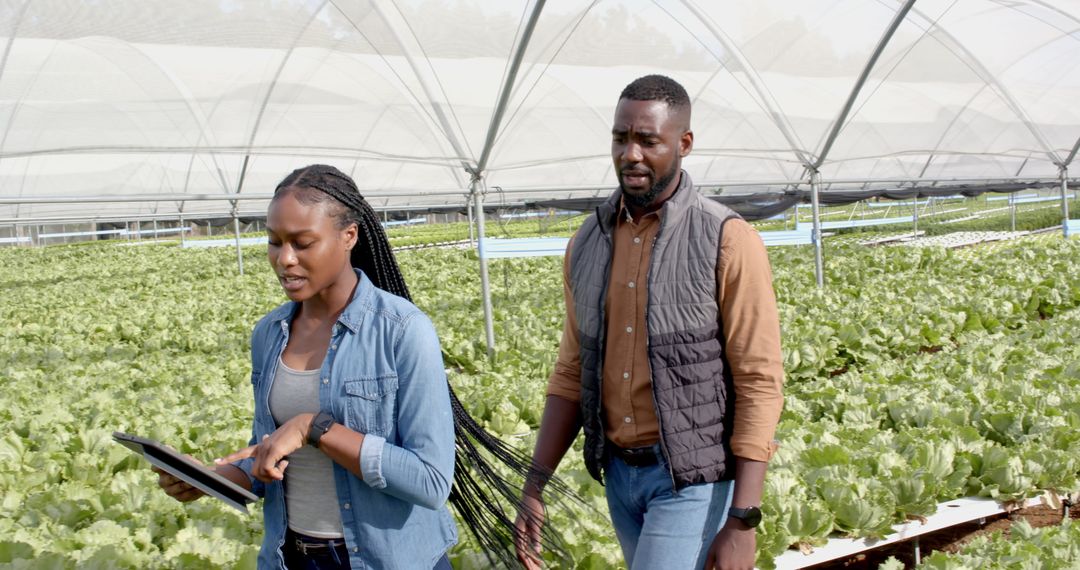 Innovative Farming: Farmers Using Technology in Hydroponic Greenhouse