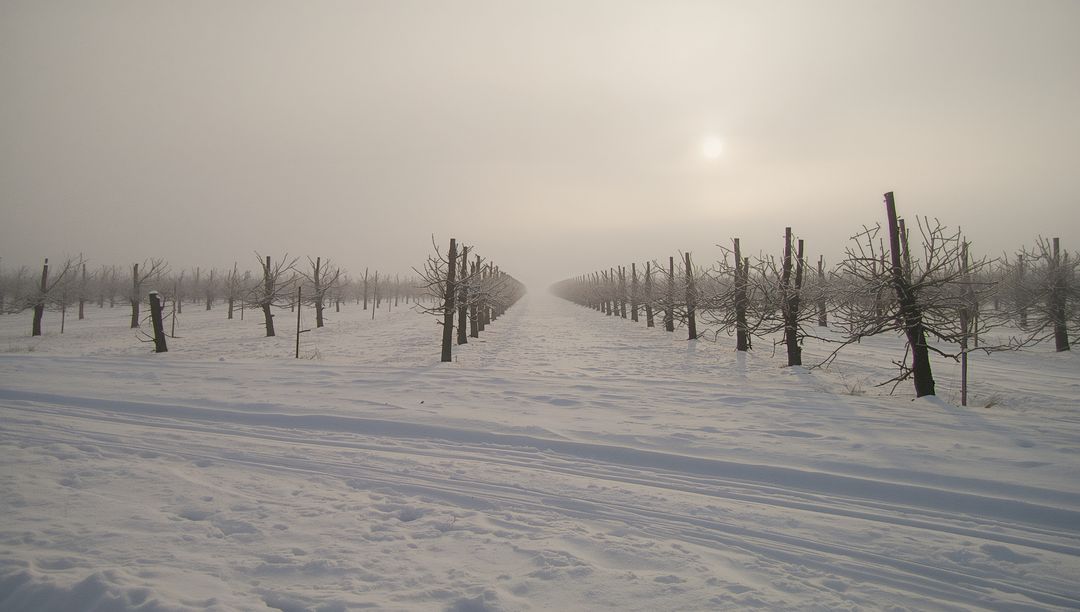 Pruned fruit trees lining snowy orchard rows, misty winter horizon and tire tracks