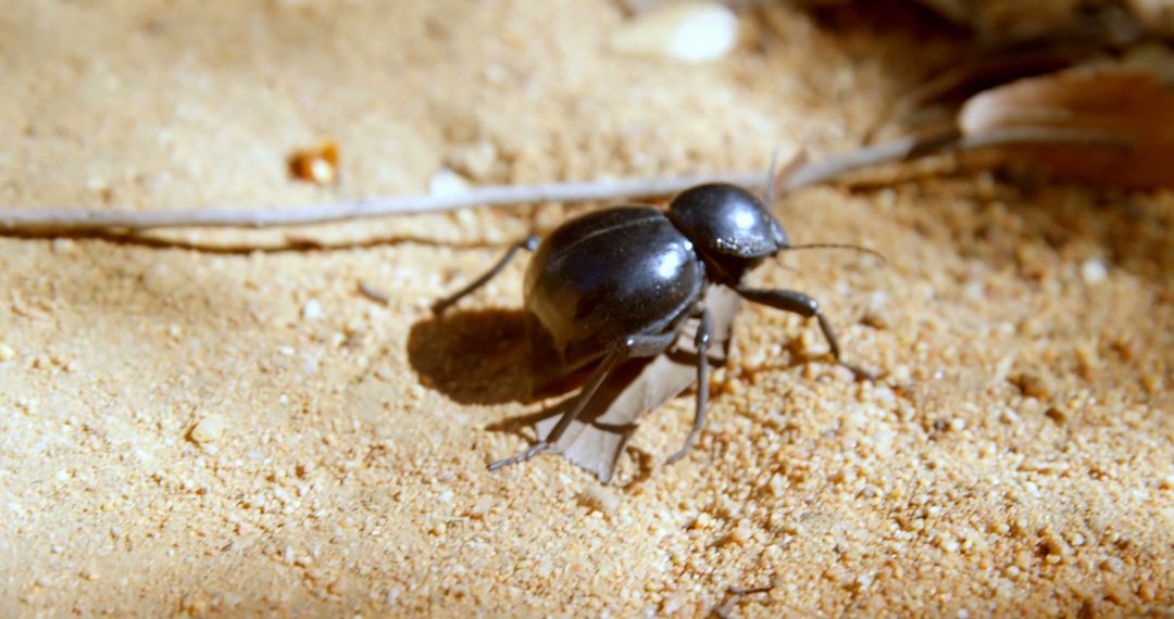 Black Beetle Crawling on Sandy Ground Under Sunlight - Free Images, Stock Photos and Pictures on Pikwizard.com