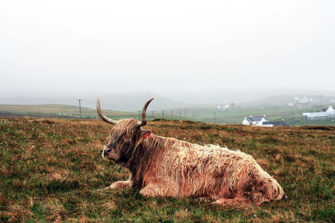 Highland Cow Resting in Foggy Pasture - Free Images, Stock Photos and Pictures on Pikwizard.com