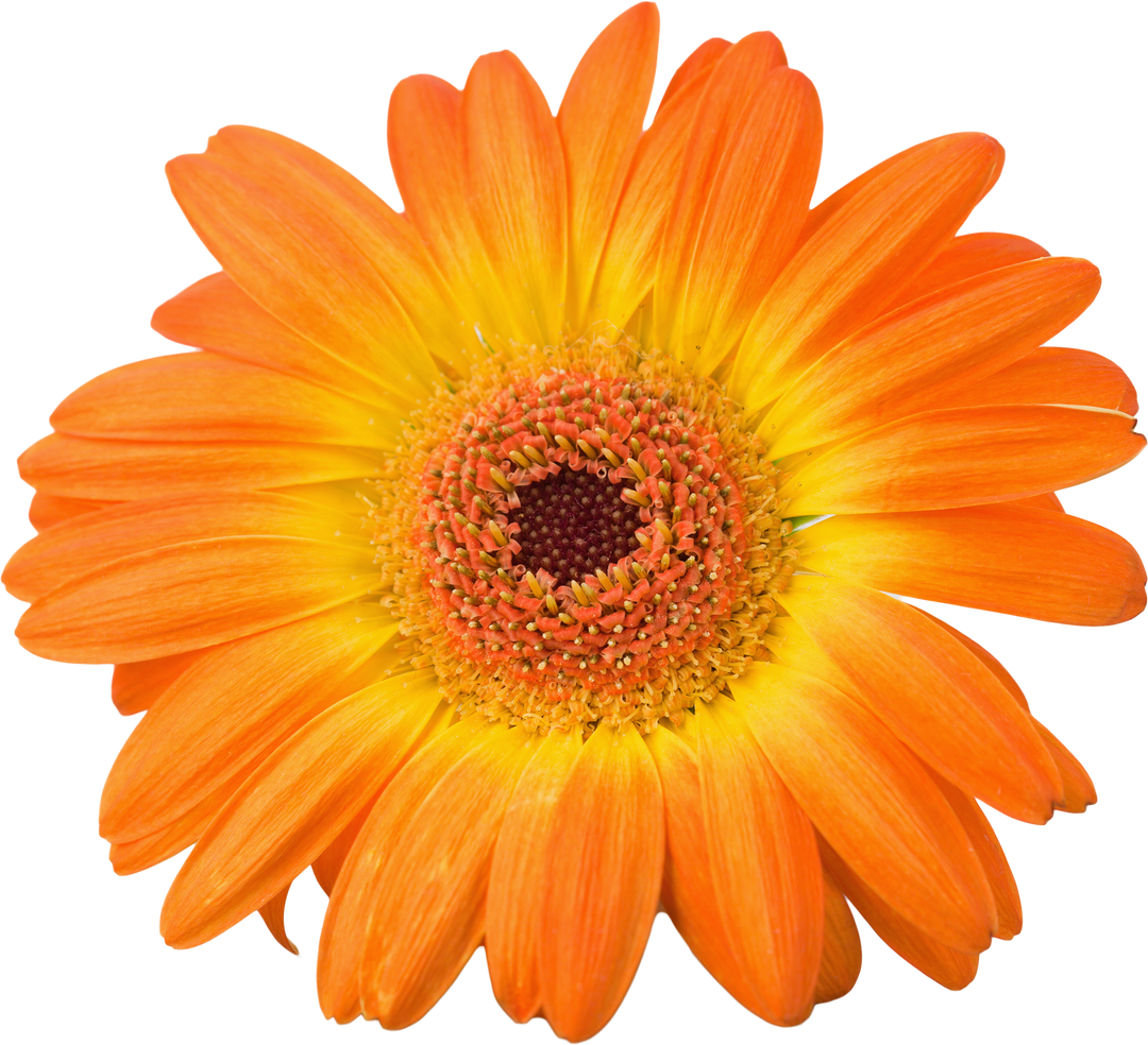 Transparent Orange Gerbera Daisy Bloom Isolated - Download Free Stock Images Pikwizard.com