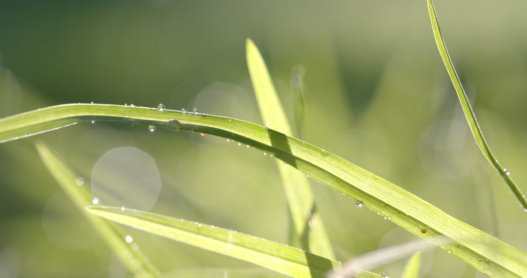 Close-Up of Dew-Covered Grass Blades in Morning Light - Free Images, Stock Photos and Pictures on Pikwizard.com