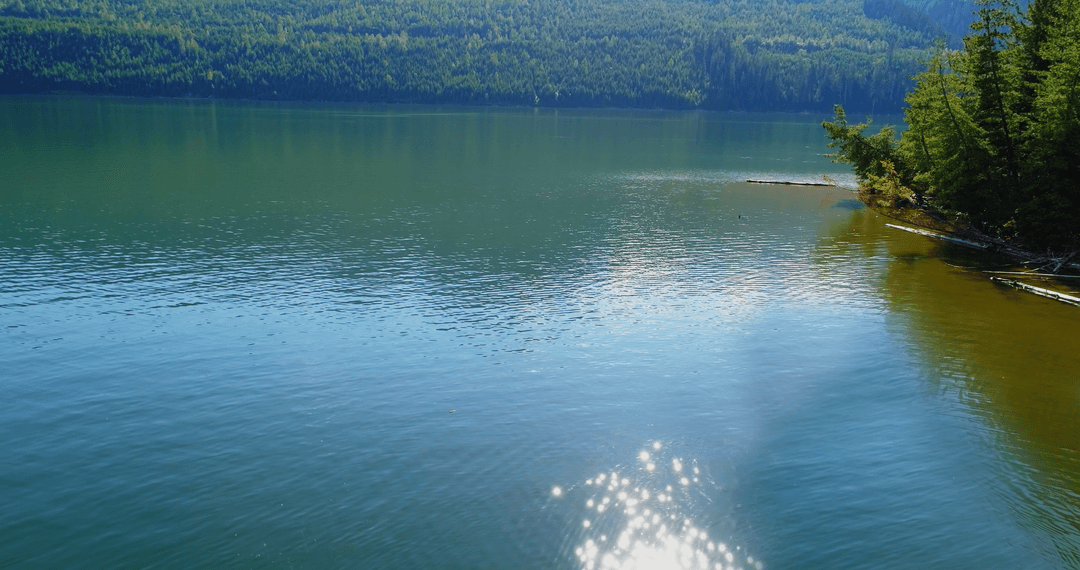 Transparent Sunlit River Beside Lush Green Forest Scenery