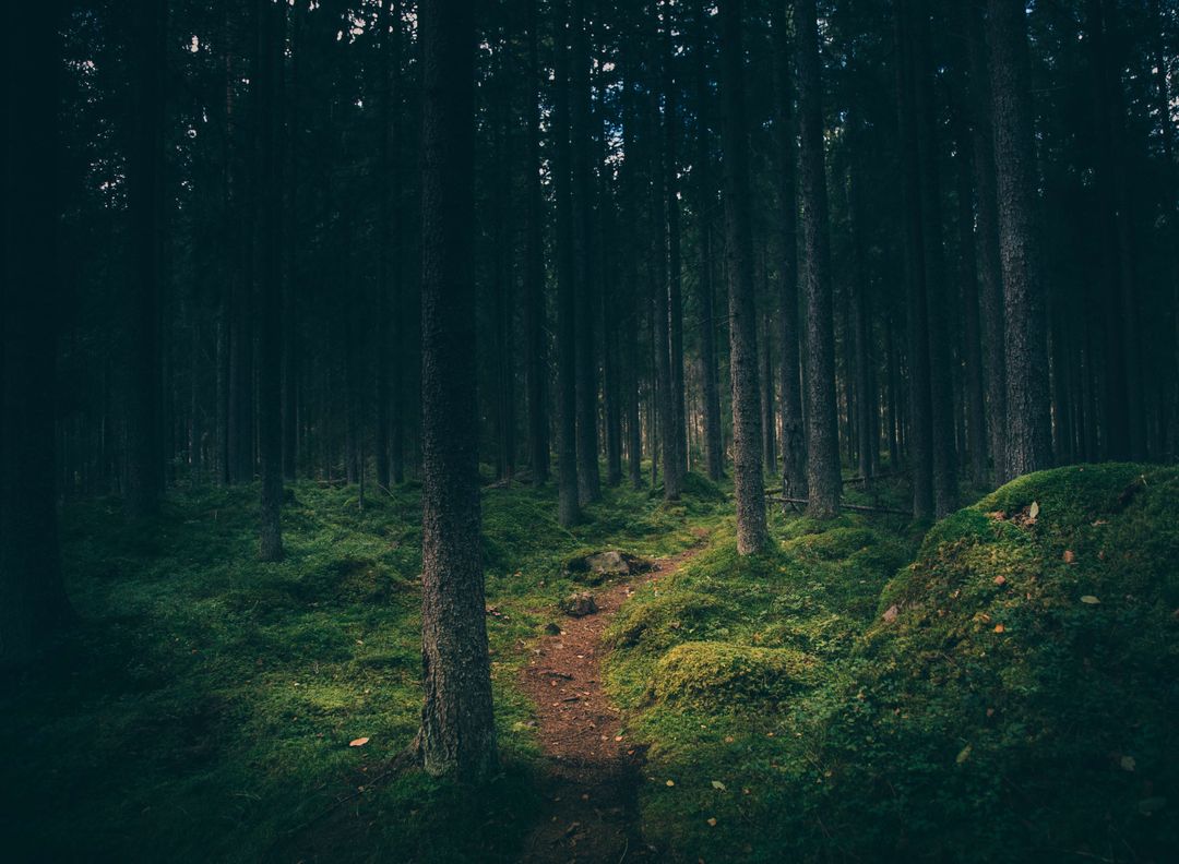 Enchanted Forest Path with Dense Trees and Mossy Ground