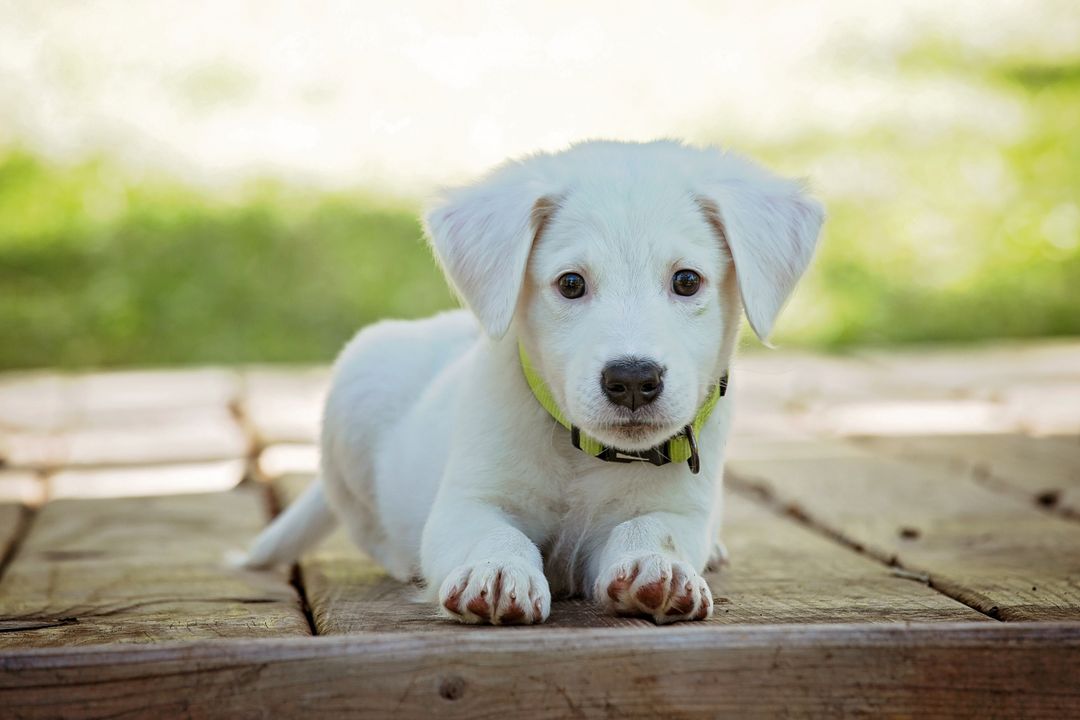 Adorable White Puppy Relaxing Outdoors on Wooden Deck - Free Images, Stock Photos and Pictures on Pikwizard.com