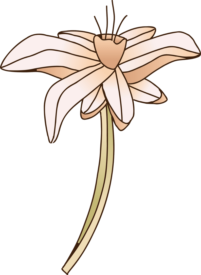 Minimalist Floral Illustration of Peach Flower on Transparent Background