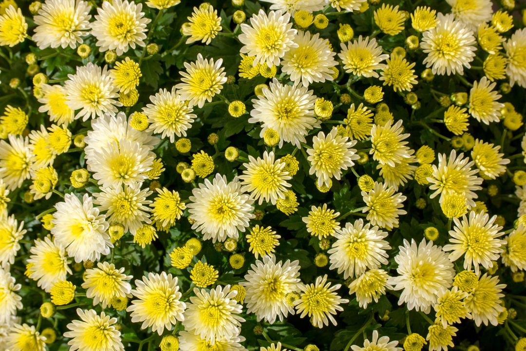 Close-up of Blooming Yellow and White Chrysanthemums - Free Images, Stock Photos and Pictures on Pikwizard.com