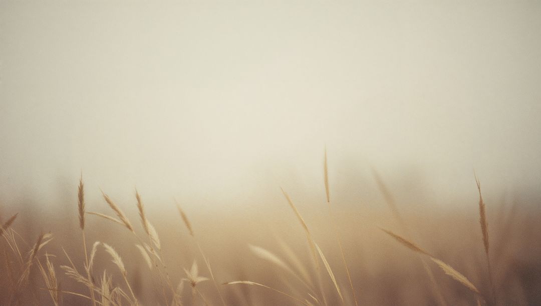 Dry Grasses Swaying in Misty Meadow with Soft Bokeh Minimalist Background