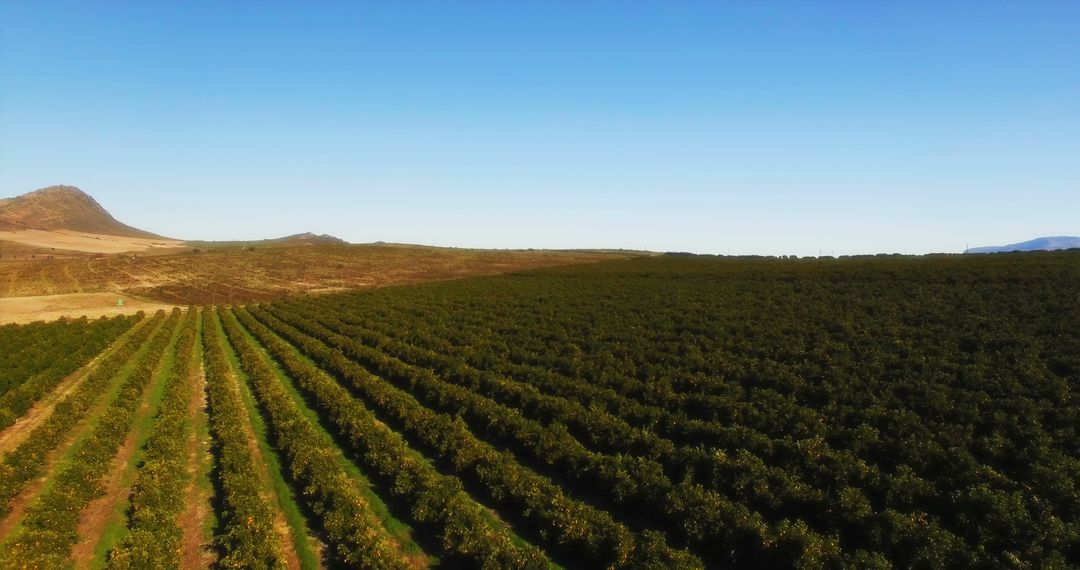 Aerial of a orange field on a sunny day 4k - Free Images, Stock Photos and Pictures on Pikwizard.com