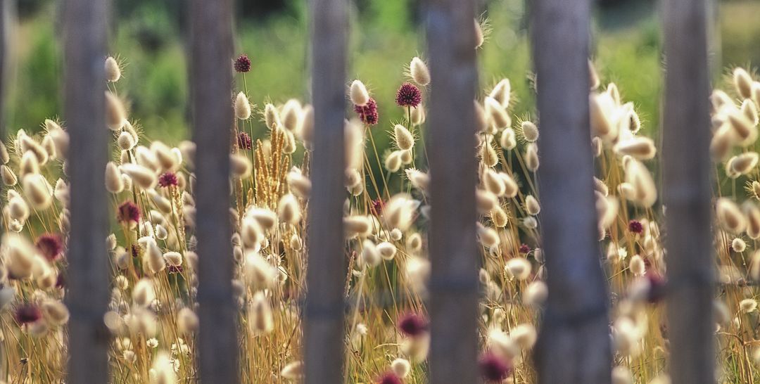 Beautiful Wildflowers Through Rustic Wooden Fence - Free Images, Stock Photos and Pictures on Pikwizard.com