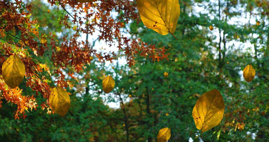 Autumn Leaves Falling with Vibrant Trees Against Blue Sky
