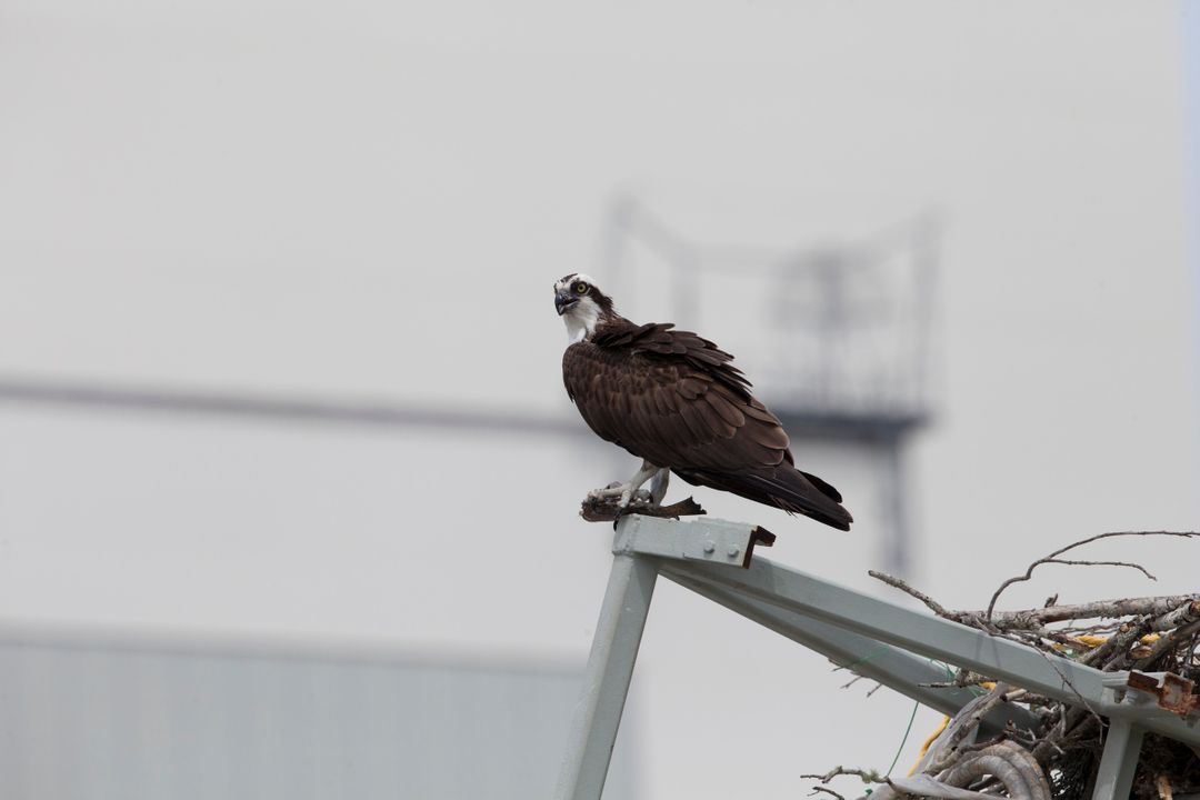 Osprey with Fish Perched on Metal Structure at Kennedy Space Center - Free Images, Stock Photos and Pictures on Pikwizard.com