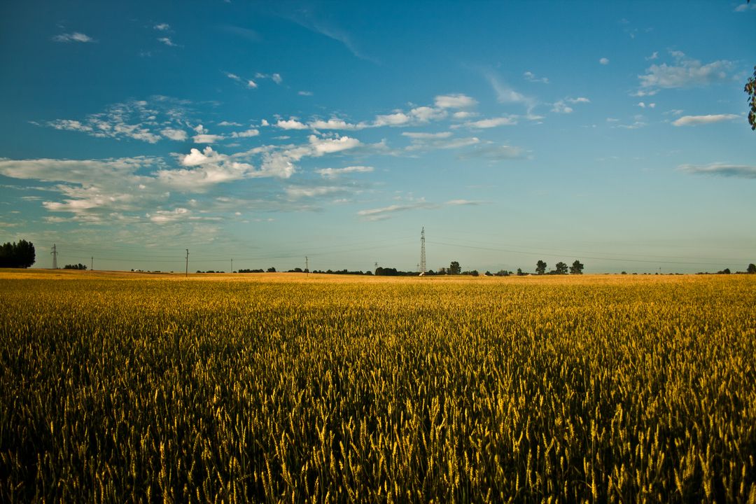 Golden Wheat Field Under Blue Sky With Clouds - Free Images, Stock Photos and Pictures on Pikwizard.com