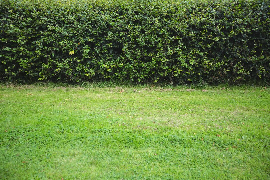 Lush Green Hedge in Garden - Free Images, Stock Photos and Pictures on Pikwizard.com