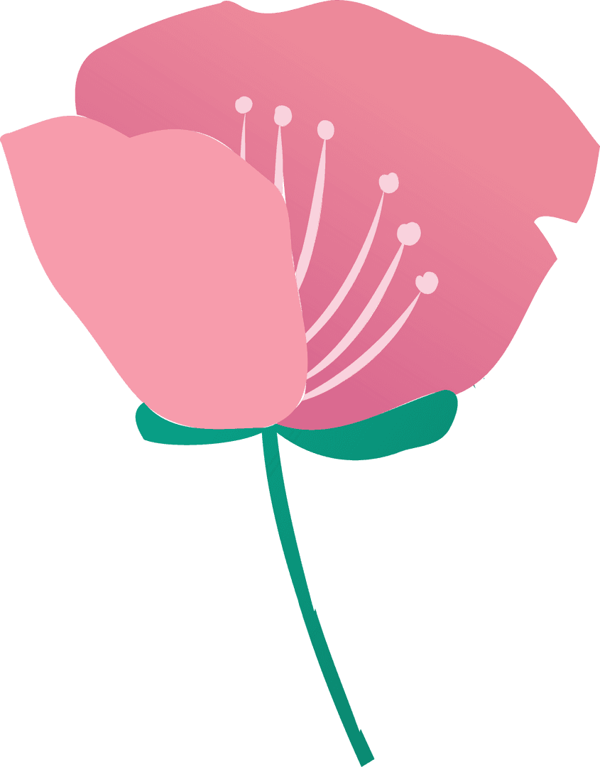 Stylized Pink Flower on Transparent Background for Elegant Designs