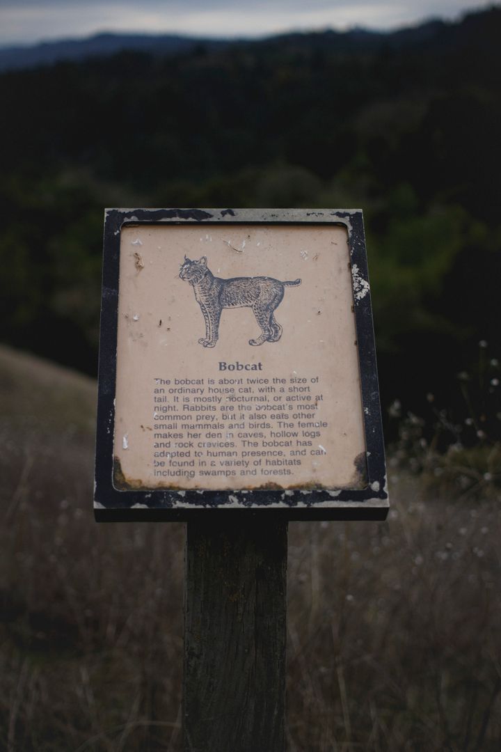 Weathered Informational Sign on Bobcat in Natural Habitat - Free Images, Stock Photos and Pictures on Pikwizard.com