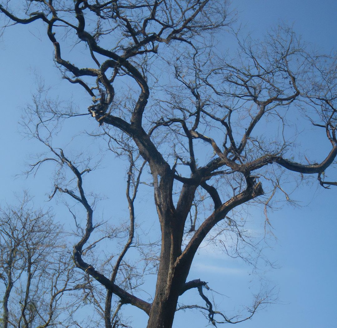 Tall leafless tree with twisted branches against blue sky - Free Images, Stock Photos and Pictures on Pikwizard.com