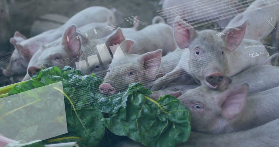Piglets Feeding on Leafy Greens with Data Overlay in Farm Barn