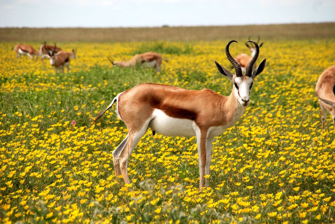 Animals antelopes bloom blossom - Free Images, Stock Photos and Pictures on Pikwizard.com