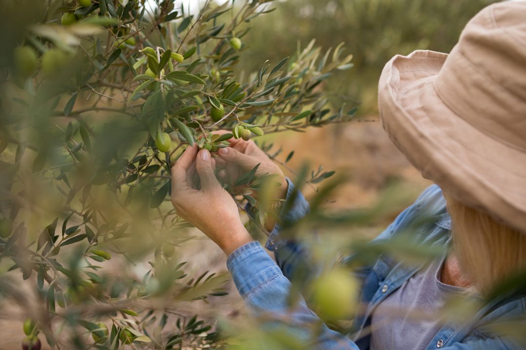 Woman Harvesting Olives in Farm - Free Images, Stock Photos and Pictures on Pikwizard.com