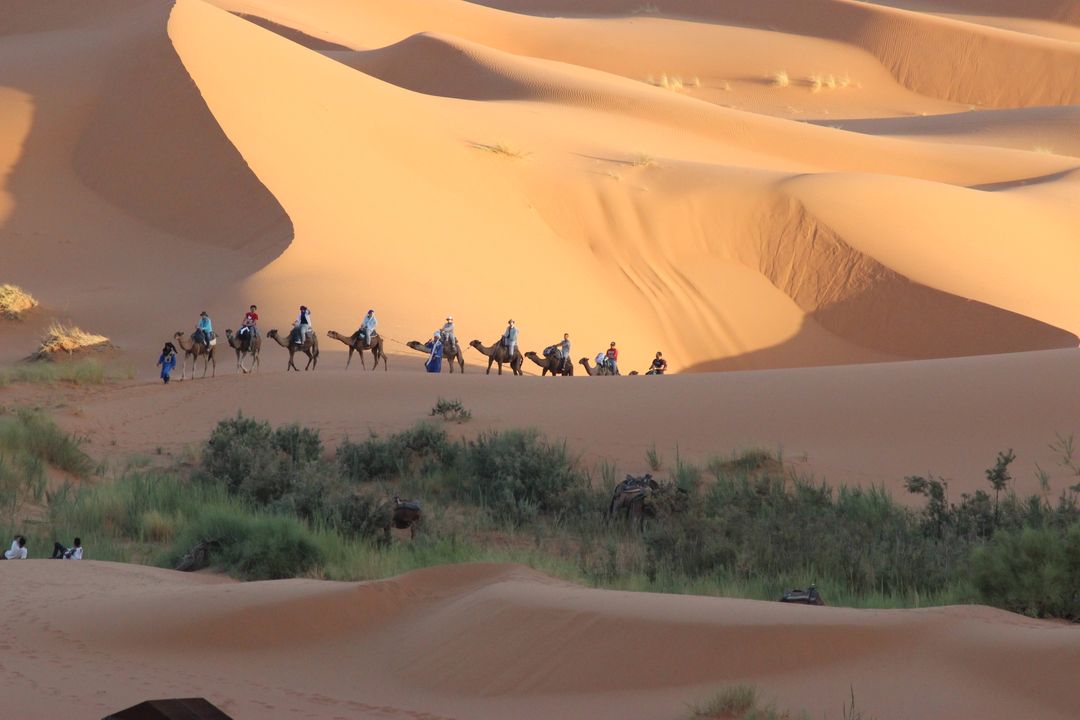 Group Camel Trekking Through Desert Dunes at Sunrise - Free Images, Stock Photos and Pictures on Pikwizard.com